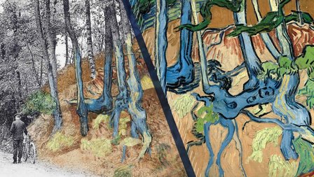 Tree Roots Van Gogh postcard discovery