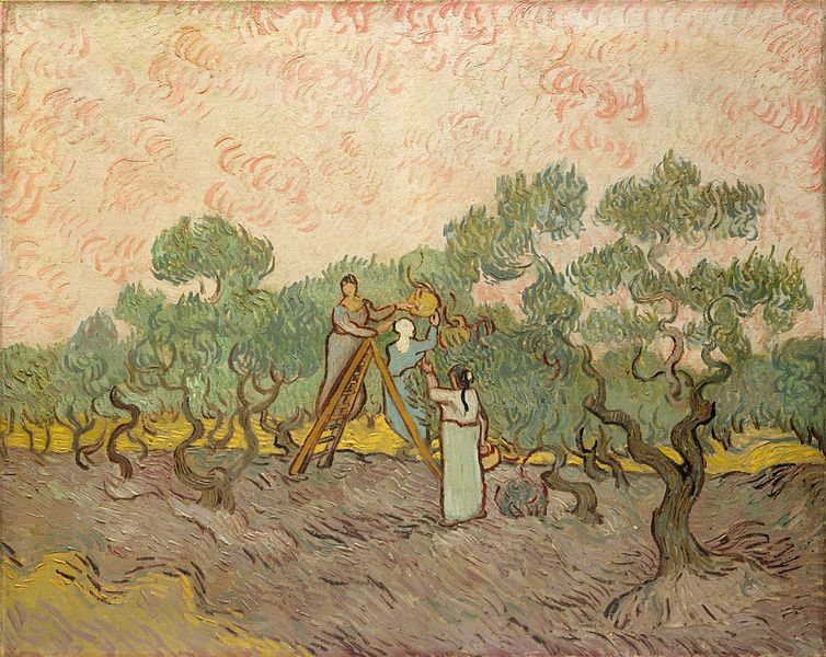 How many olive tree paintings did Van Gogh make?