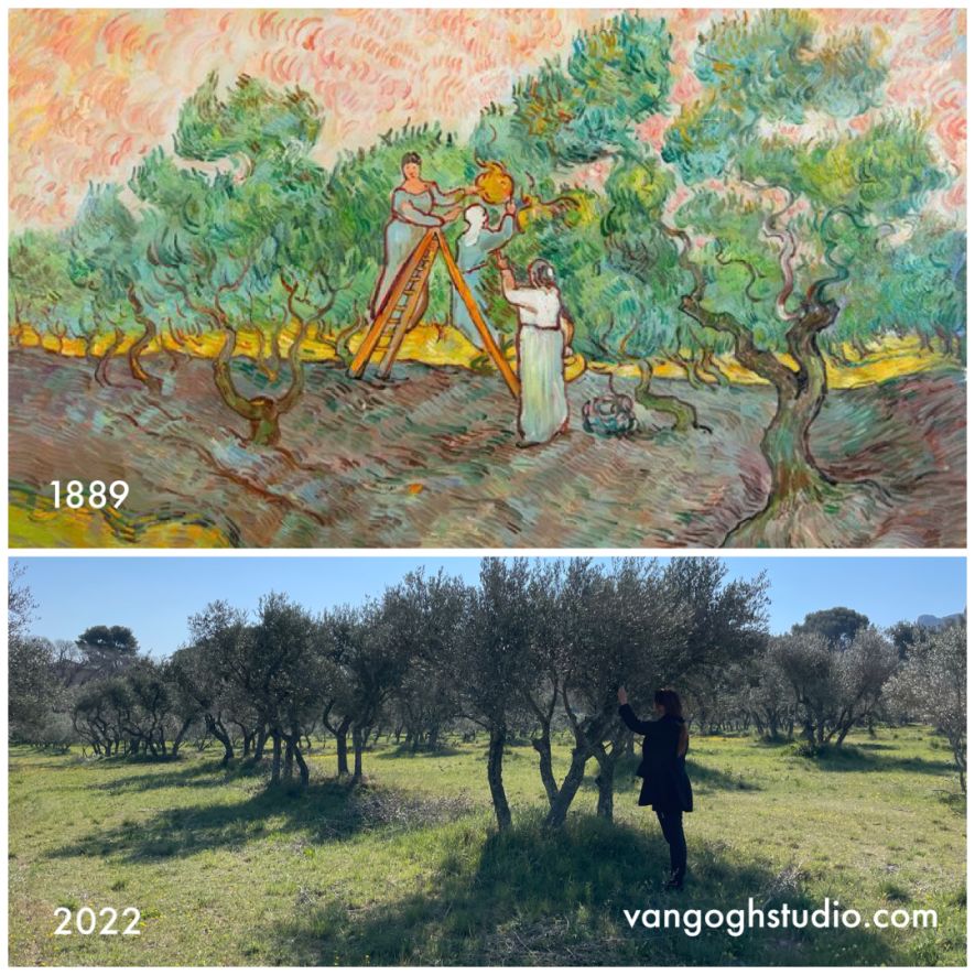 Where are Van Goghs Olive Trees with women picking olives in Saint-Remy