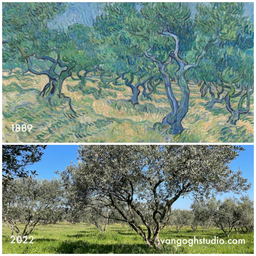Where is Van Gogh Olive Grove in Saint-Remy