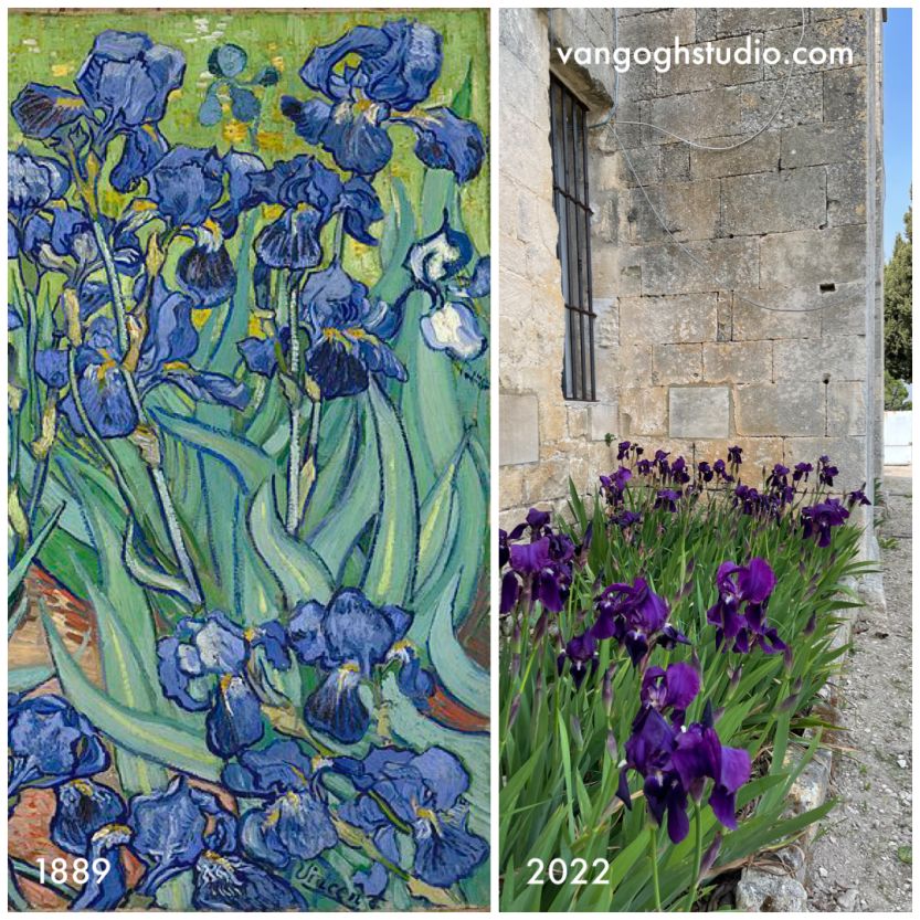 Where are Van Goghs irises in Saint-Remy