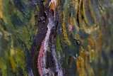Cypresses detail Oil Painting Replica